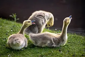 Baby Birds Prints: Three Canada goose goslings on grass by a pond with open beaks