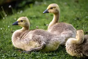 Baby Birds Prints: Three Canada goose goslings sitting on grass by a pond
