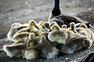 Mother Goose Prints: Canada Goose goslings sleeping with parent watching over them
