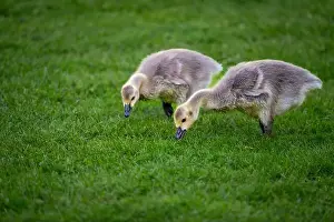 Baby Birds Prints: Two Canada goose goslings standing on grass. Canada geese (Branta canadensis) in Kent, UK