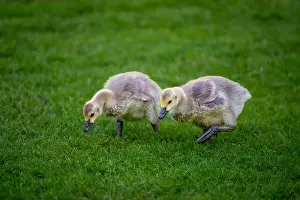 Baby Birds Prints: Two Canada goose goslings walking on grass. Canada geese (Branta canadensis) in Kent, UK