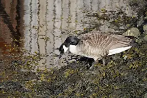 Seagulls Prints: A canada goose heading to the water at Oere marina