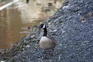 Seagulls Prints: A canada goose heading to the water at Oere marina