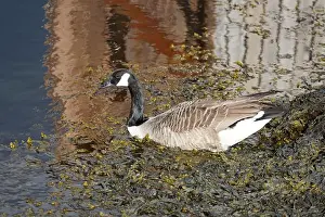 Seagulls Prints: A canada goose heading to the water at Oere marina