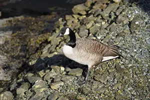 Seagulls Prints: A canada goose heading to the water at Oere marina