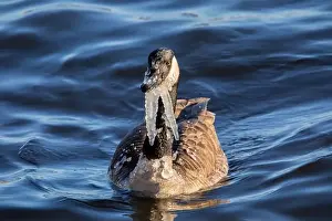 Canada Goose Prints: Canada goose with icicles hanging from its neck