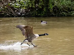 West Sussex Prints: A Canada Goose Landing on a Lake
