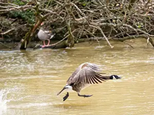 West Sussex Prints: A Canada Goose Landing on a Lake