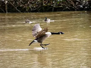 West Sussex Prints: A Canada Goose Landing on a Lake