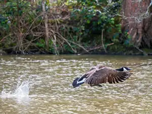West Sussex Prints: A Canada Goose Landing on a Lake