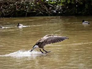 West Sussex Prints: A Canada Goose Landing on a Lake