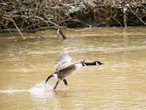 West Sussex Prints: A Canada Goose Landing on a Lake