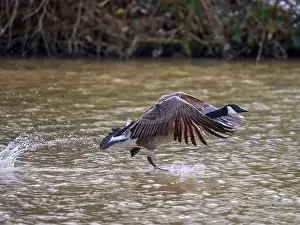West Sussex Prints: A Canada Goose Landing on a Lake