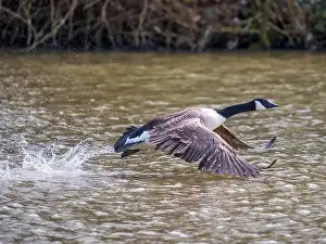 Branta Canadensis Prints: A Canada Goose Landing on a Lake