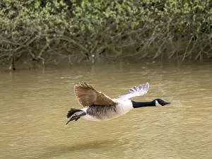 Branta Canadensis Prints: A Canada Goose Landing on a Lake