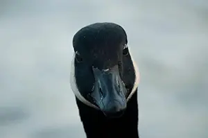 Branta Canadensis Prints: A Canada Goose looking at the camera