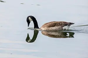 North Rhine Westphalia Prints: Canada goose with mirroring swims on the lake Baldeneysee