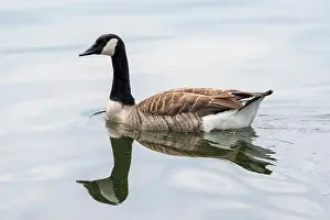North Rhine Westphalia Prints: Canada goose with mirroring swims on the lake Baldeneysee