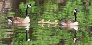 Laval Prints: Canada goose mother, father and babies floating on the lake, Laval, Canada