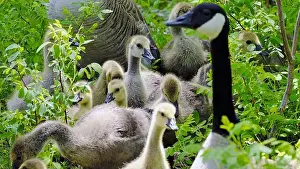Animal Family Prints: Canada goose mother and young goslings on the green meadow