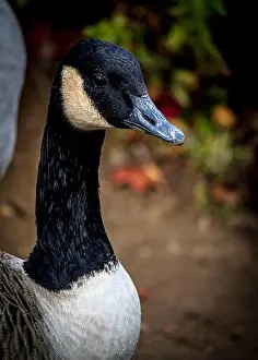 Bluewater Prints: Canada Goose - Natural Wildlife - Bluewater Shopping Centre