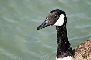 Tranquillity Prints: A Canada goose near the shore in Niagara falls, Ontario, Canada