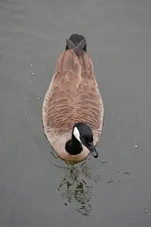 Wildfowl Prints: Canada Goose in the Pond