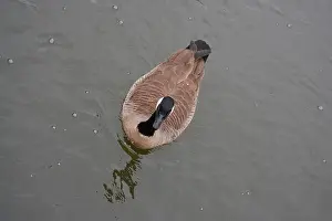 Wildfowl Prints: Canada Goose in the Pond
