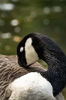 Preening Prints: A Canada goose preening near the body of water