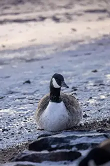 Introduced Species Prints: Canada goose resting