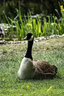 Wildlife Park Prints: A Canada goose resting in a green meadow