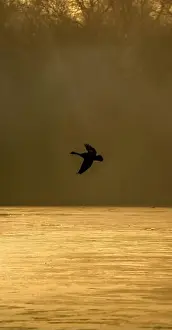 Timeless Beauty Prints: Canada Goose Silhouette in Flight Over a Tranquil Golden Water Surface at Dawn with a Misty Forest Backdrop in a
