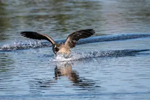 Geese Prints: Canada goose skis across the pond water surface with wings spread while coming in for a landing