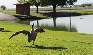 Canada Geese Prints: A Canada Goose spreads its wings on the shore of a lake