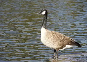 Anserini Prints: Canada Goose standing in calm water