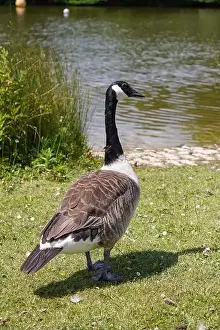 Migrating Birds Prints: A Canada goose standing beside lake in the UK. Migrating water bird in summer