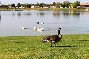 Canada Geese Prints: A Canada Goose stands on the shore in front of a group of swimming ducks