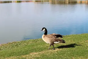 Canada Geese Prints: A Canada Goose stands on the water's edge