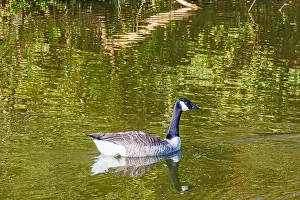 Snow Goose Prints: Canada goose swimming peacefully on the calm water of pond