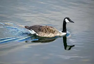 Wake Prints: Canada Goose swimming quickly to the shore leaving a water wake behind it