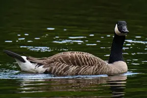 Animal Photography Prints: Canada goose swimming in the water