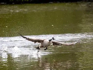 Taking Off Prints: Canada Goose Taking Off on a Lake