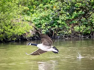 Taking Off Prints: Canada Goose Taking Off on a Lake