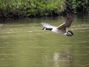 Taking Off Prints: Canada Goose Taking Off on a Lake