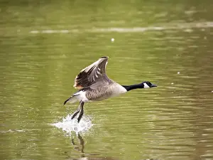 Taking Off Prints: Canada Goose Taking Off on a Lake