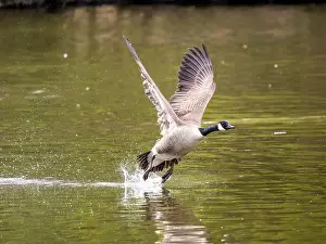 Taking Off Prints: Canada Goose Taking Off on a Lake