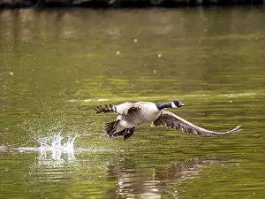 Taking Off Prints: Canada Goose Taking Off on a Lake