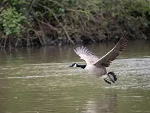 Taking Off Prints: Canada Goose Taking Off on a Lake