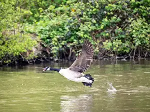 Taking Off Prints: Canada Goose Taking Off on a Lake