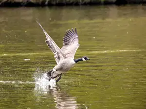 Taking Off Prints: Canada Goose Taking Off on a Lake
